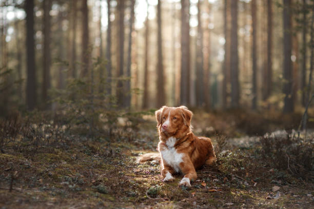 istock Nova Scotia Duck Tolling Retriever Dog in a sunny forest 673717086