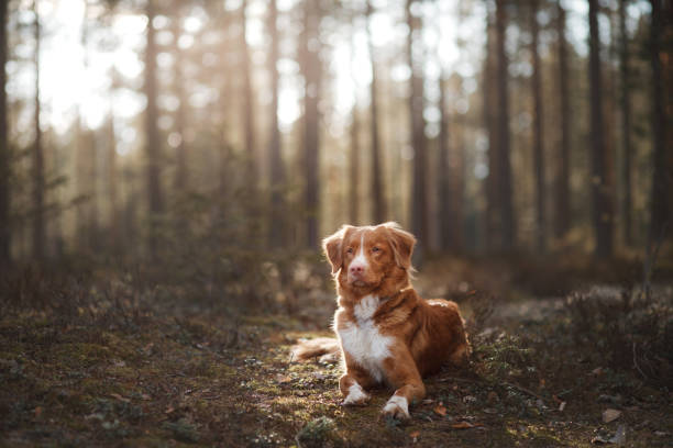 istock Nova Scotia Duck Tolling Retriever Dog in a sunny forest 673717148