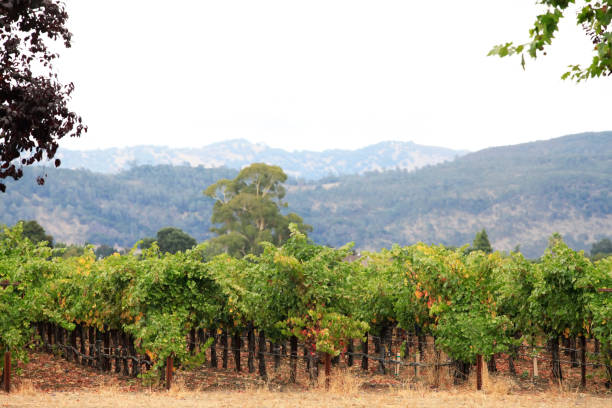 istock Napa valley vineyard, California 673717182