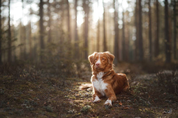 istock Nova Scotia Duck Tolling Retriever Dog in a sunny forest 673719256