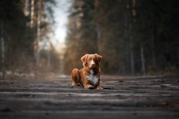 istock Nova Scotia Duck Tolling Retriever Dog in a sunny forest 673719334