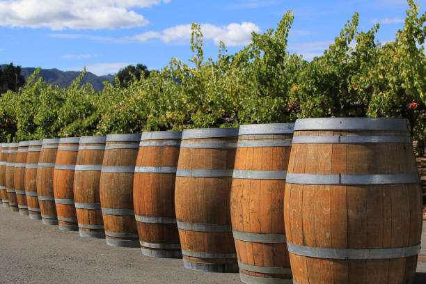 istock Wine barrels in Napa, California 673719362