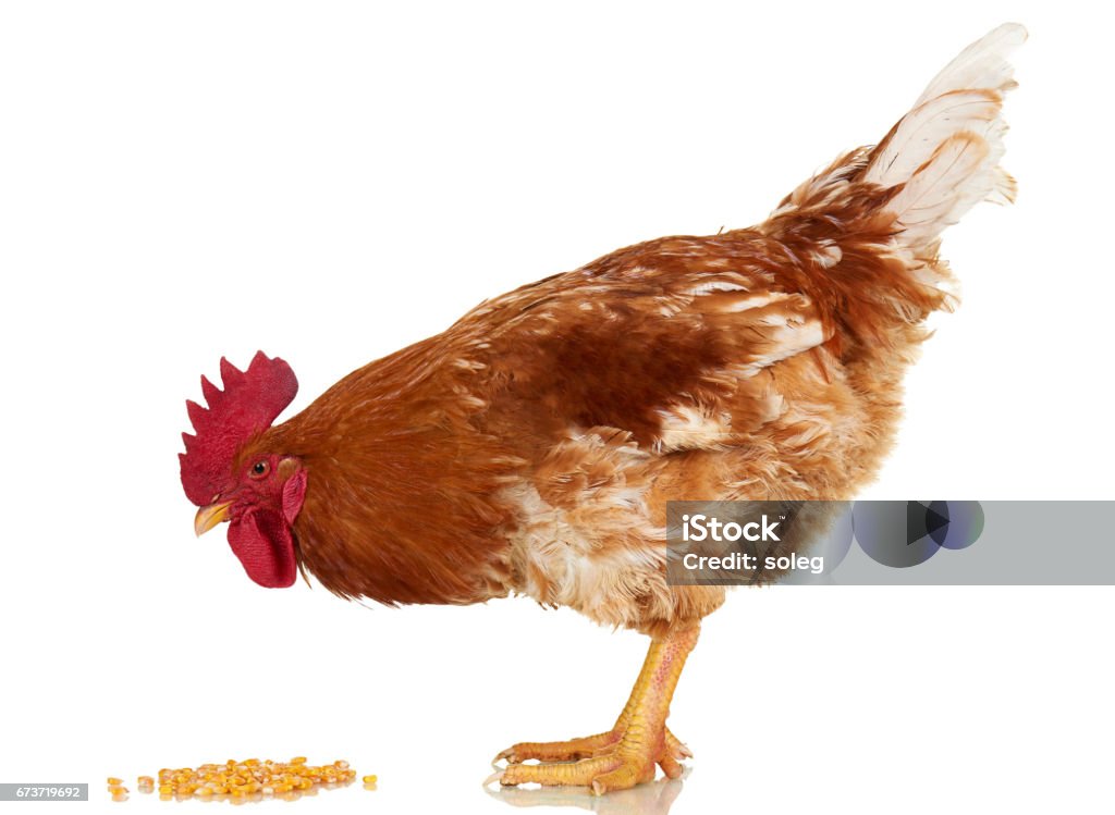 Rooster on white background, isolated object, live chicken, one closeup farm animal Hen Stock Photo