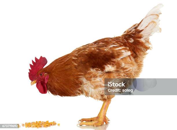 Rooster On White Background Isolated Object Live Chicken One Closeup Farm Animal Stock Photo - Download Image Now