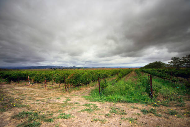 나파, 캘리포니아의 포도밭에서 녹색 덩굴의 행 - winery vineyard california town of vineyard 뉴스 사진 이미지