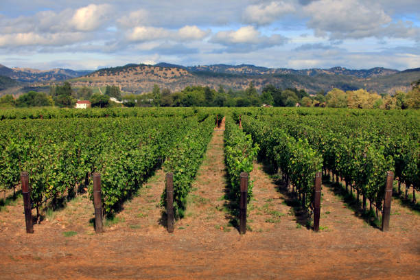 나파 밸리 포도 원, 캘리포니아 - winery vineyard california town of vineyard 뉴스 사진 이미지