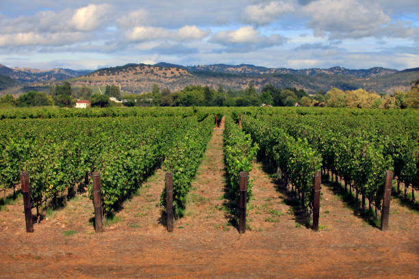 виноградник долины напа, калифорния - winery vineyard california town of vineyard стоковые фото и изображения