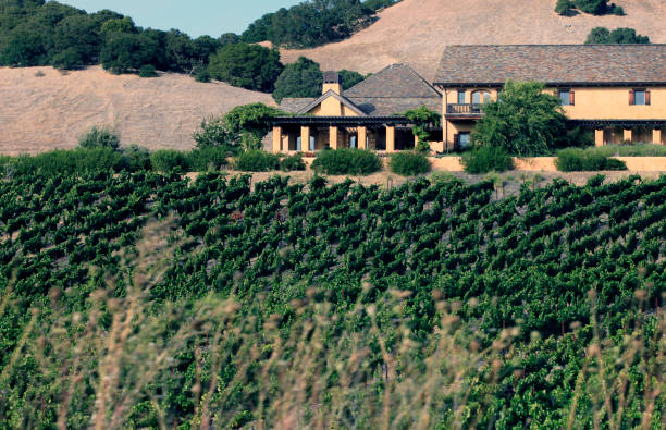 istock Napa valley vineyard, California 673719940