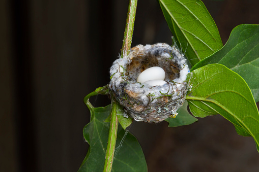 Hummingbird nest with two eggs, in trumpet vine. Nest is about one and a half inches in diameter.