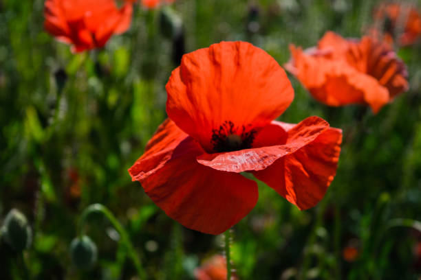 istock A flowering poppy field in Barcelona, Spain 673720218