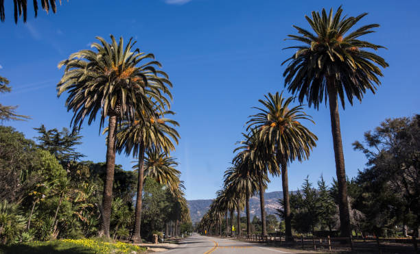 Palm Trees road in Santa Barbara California