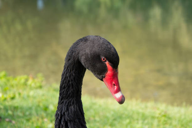 istock Black swan portrait 673723460