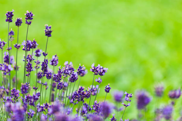 lavender flowers with copy space in summer