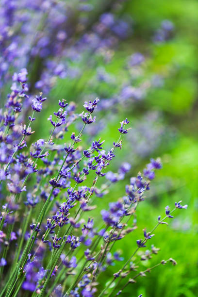 istock Lavender Flowers in the Field 673729772