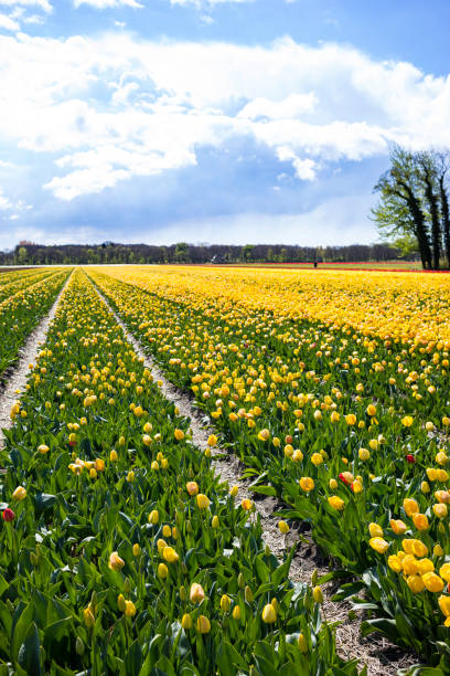 istock field of yellow tulips 673730028