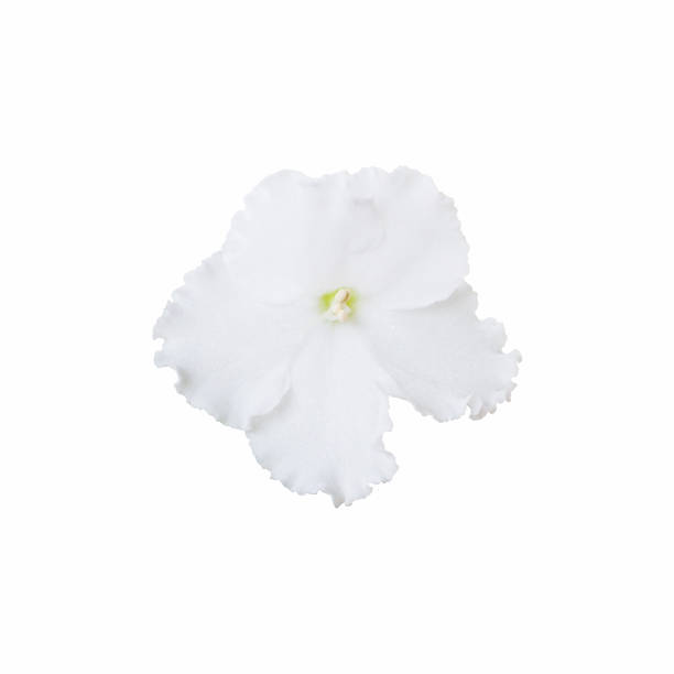 istock Violet flower close up on white background 673734948