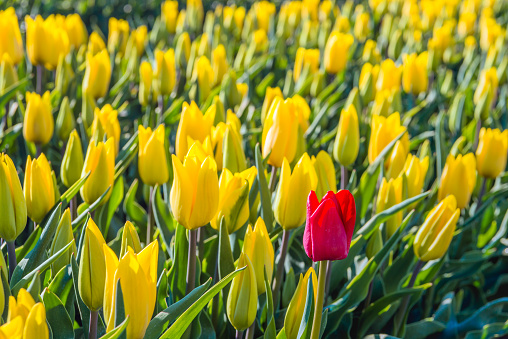 Closeup of a red flowering tulip bloom in flower bed with only yellow tulips at a specialized Dutch bulb grower. It is early in the morning on a sunny day in the beginning of the spring season in the Netherlands.