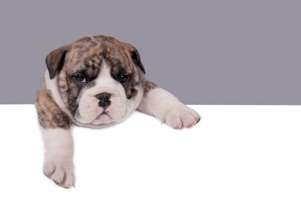 Cute English bulldog puppy with paws on a message board