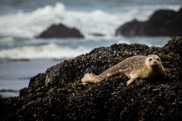 istock Seals at the California Beach 673738958