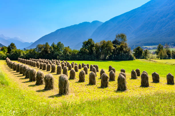Cows lie on a meadow in the Bavarian Alps
