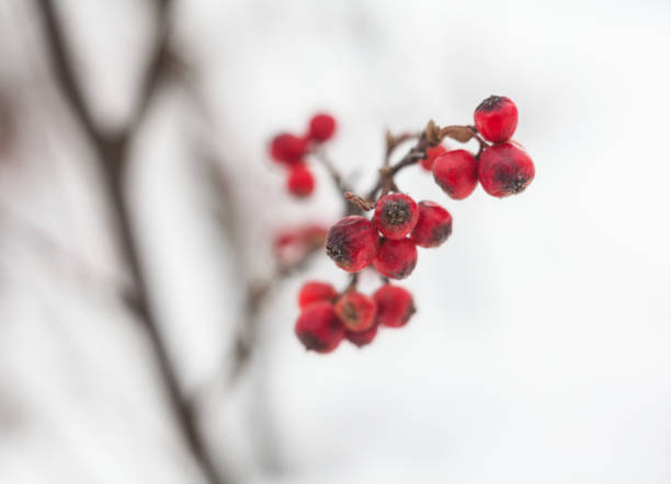 istock Red hawthorn berries in winter 673742422