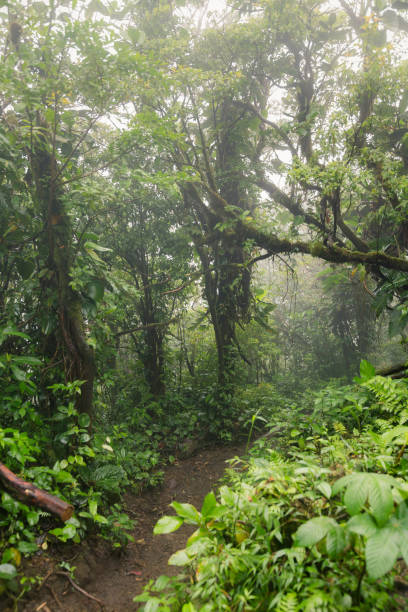istock Deep in lush foggy rainforest 673747512