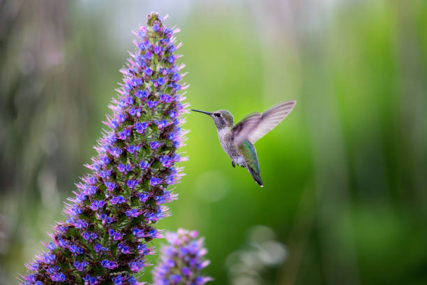cute hummingbird - bird hummingbird flying annas hummingbird imagens e fotografias de stock