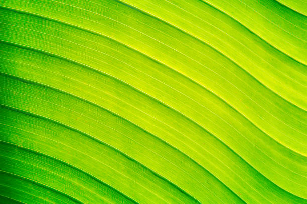 istock Banana leaf texture or banana leaf background, 673750938
