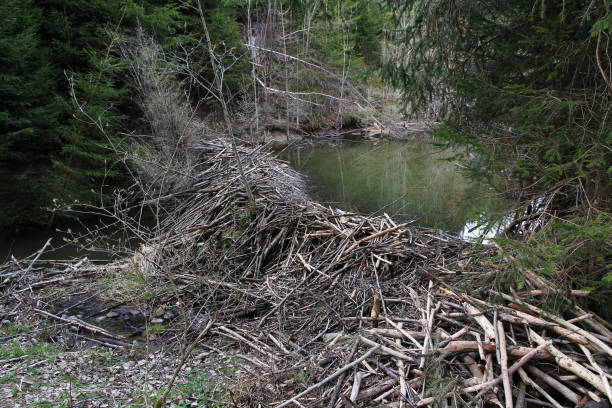 istock A big beaver building at a stream in Bavaria (Germany) 673751250