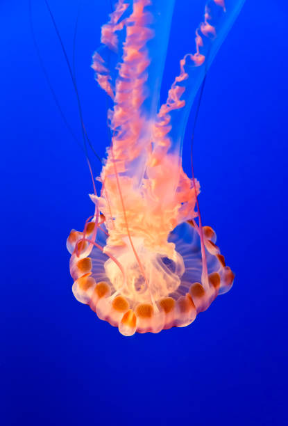 istock Orange jelly fish on a dark blue background 673753632