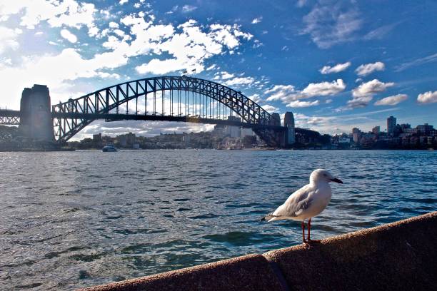 istock Seagull and Sydney Harbour Bridge 673753706