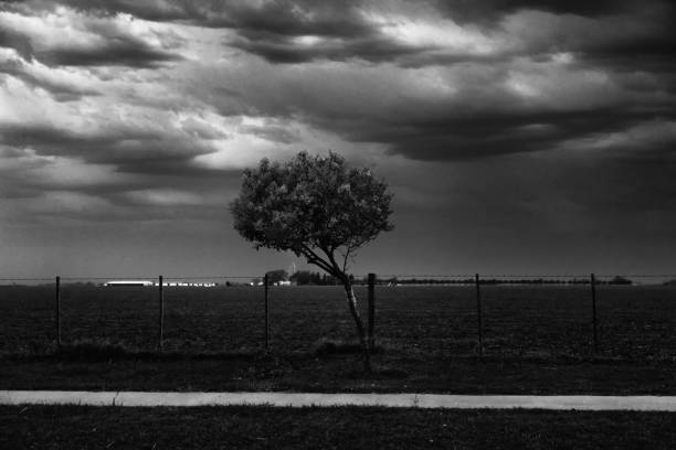Picture take at the side of the route 70 km from Cordoba city, Argentina. The tree is one of many planted at the informal sidewalk at the side of the main route entering a countryside town 3 km away heavy on agriculture. The sidewalk, the wire fence lines, and the horizon lines form a geometric background. Fine art look and feel.