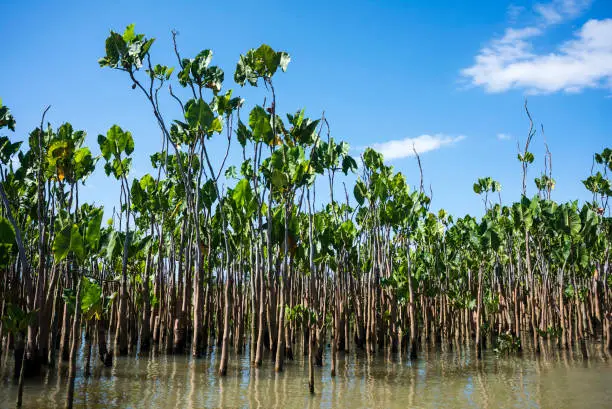 Photo of Idyllic landscape with Coconut Trees - Parnaiba River (Portuguese: Rio Parnaiba), Brazil's Northeast Region
