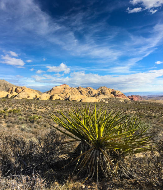 istock Yucca plant, USA 673764028