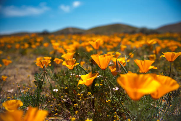 istock Poppies in Antelope Valley, California 673768460