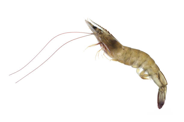 istock Fresh raw seafood shrimp isolated on white background 673771708