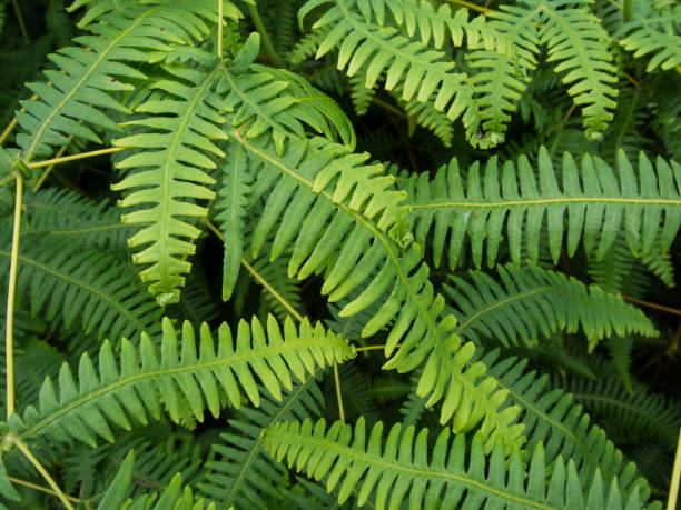 istock New Zealand Ferns 673772010