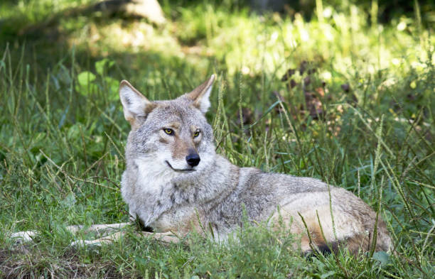 istock Coyote sitting laying in the grass 673776896