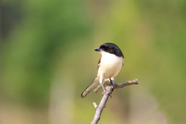 istock Beautiful black and red bird, Burmese Shrike (Lanius collurioides) perching on a branch 673776994