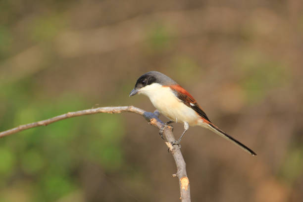 istock Beautiful black and red bird, Burmese Shrike (Lanius collurioides) perching on a branch 673777064