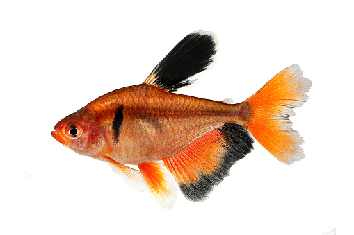 Long Finned Serpae Tetra Barb Hyphessobrycon eques aquarium fish