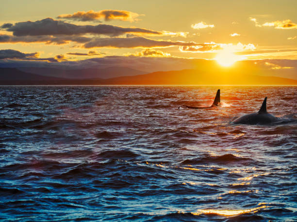Two killer whales, dorsal fins against setting sun with remote islands in the backdrop stock photo
