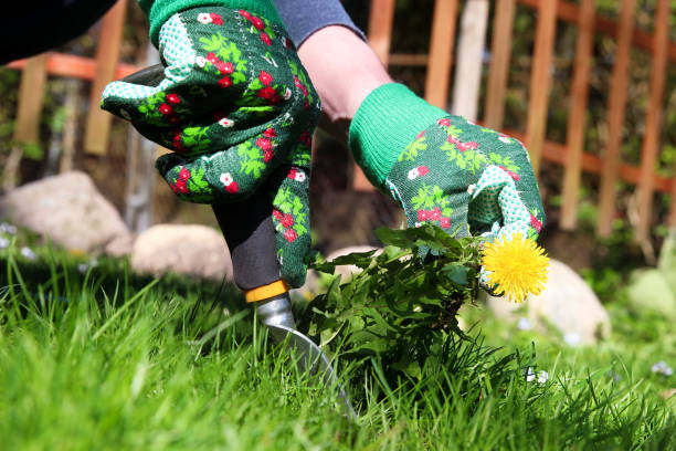 istock A man pulling  dandelion / weeds out from the grass  loan 673784540