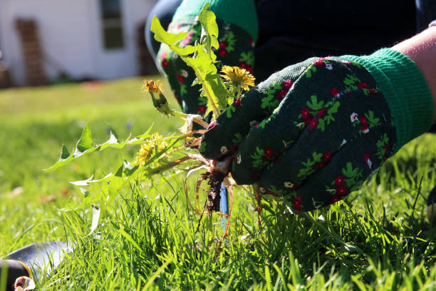 민들레를 당기는 남자 / 잔디 대출에서 잡초 - dandelion green 뉴스 사진 이미지