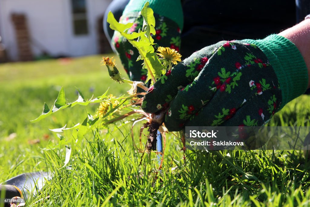 A man pulling  dandelion / weeds out from the grass  loan Weeding Stock Photo