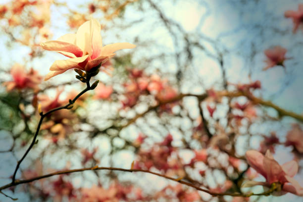 istock Beautiful magnolia flowers. Blooming magnolia tree in the spring. 673784646