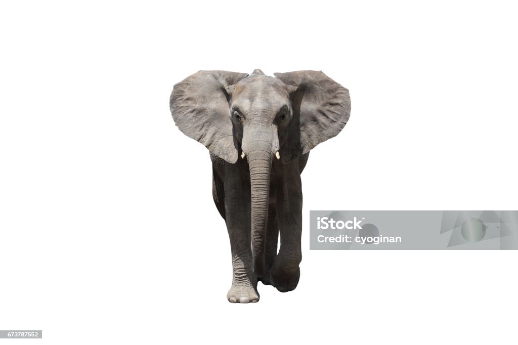 African elephant African elephant on the a white background White Background Stock Photo