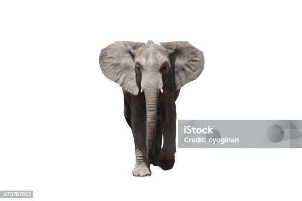 African Elephant Stock Photo - Download Image Now - White Background, African Elephant, China - East Asia