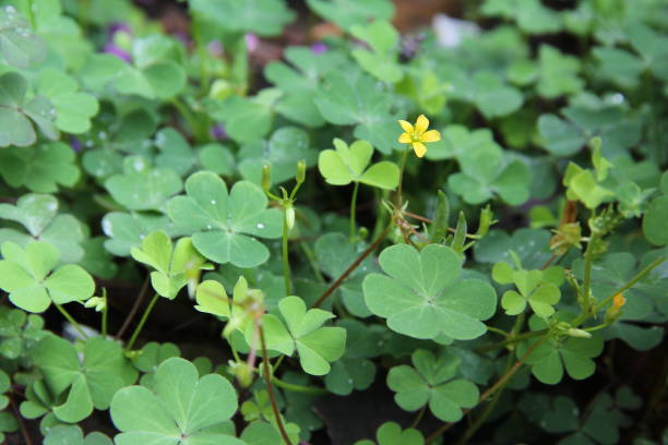 istock Clover and little yellow flower 673787652