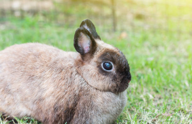 istock Cute Netherlands dwarf bunny on green grass with light effect 673788116